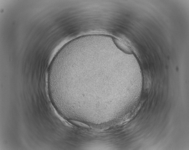 X0000067481006200605051707