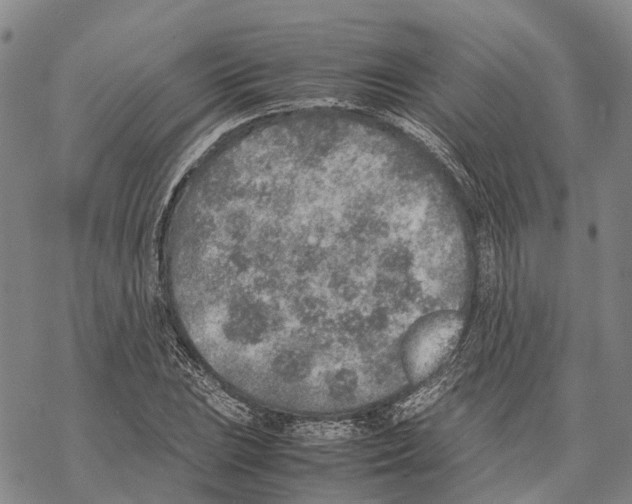 X0000067481023200605051707