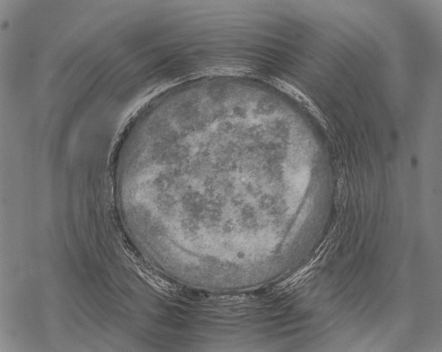 X0000067481027200605051707