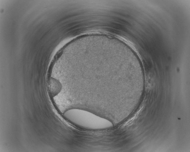 X0000067481045200605051707