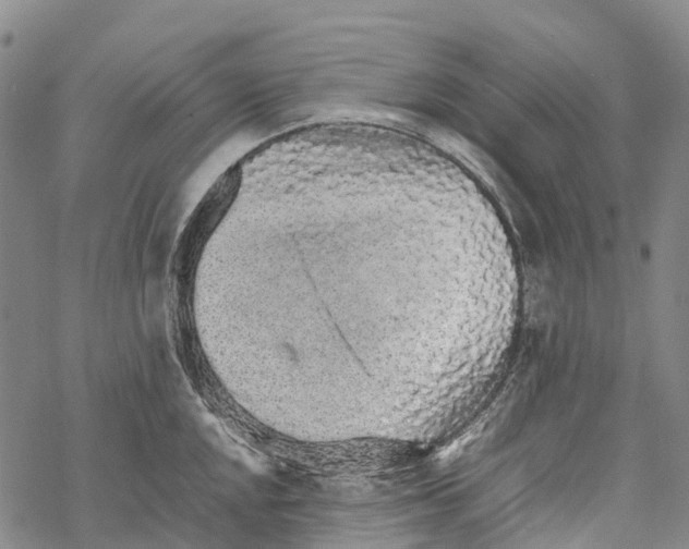 X0000067481048200605051707