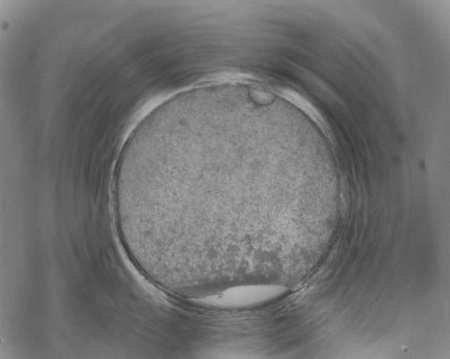 X0000067481055200605051707