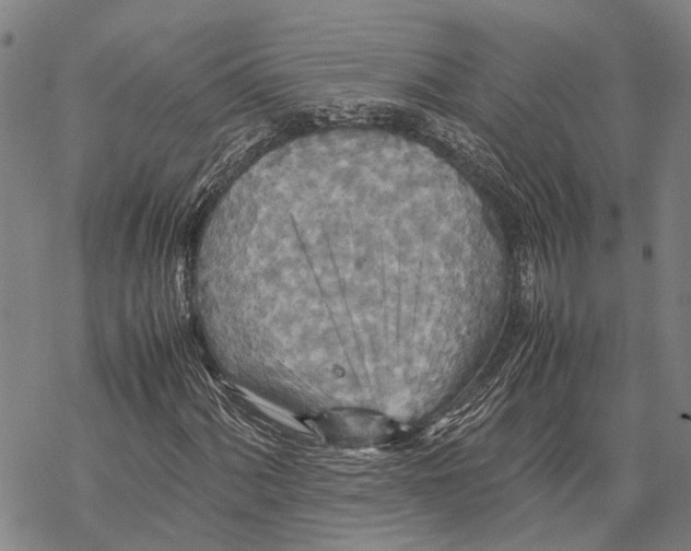 X0000067481060200605051707