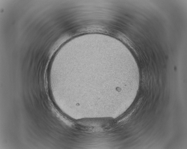 X0000067481082200605051706