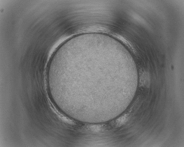 X0000067481086200605051706