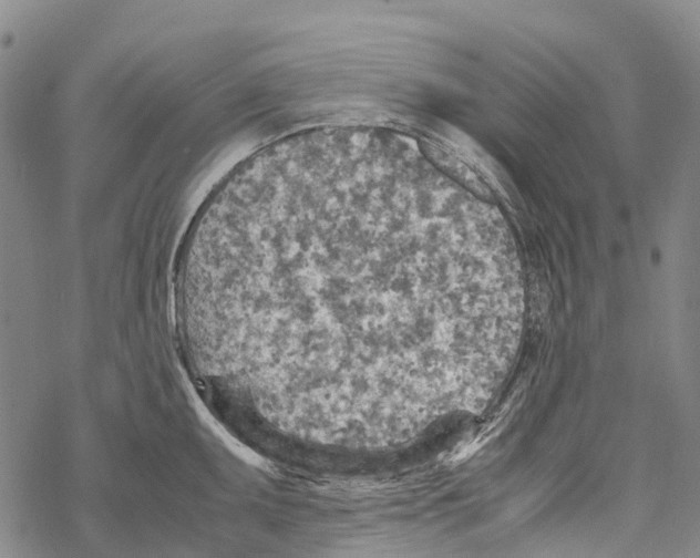 X0000067481095200605051706