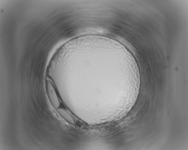 X0000067481104200605051706