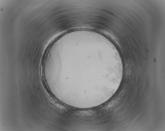 X0000067481125200605051705