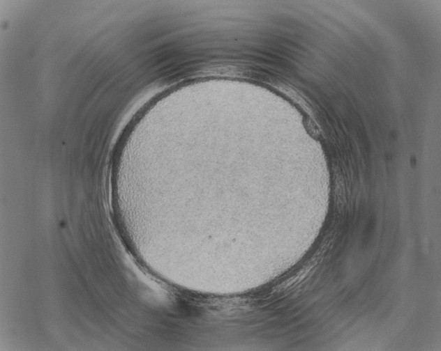 X0000067481131200605051705