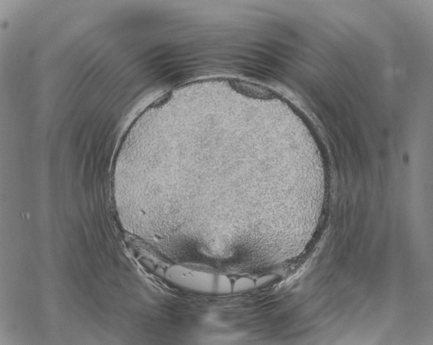 X0000067481145200605051706