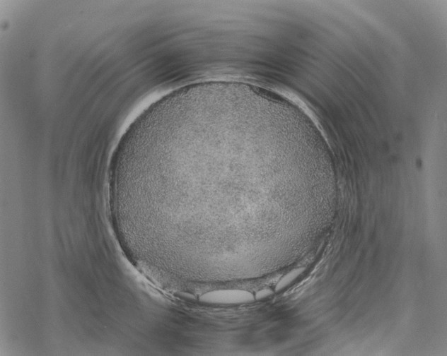 X0000067481147200605051706