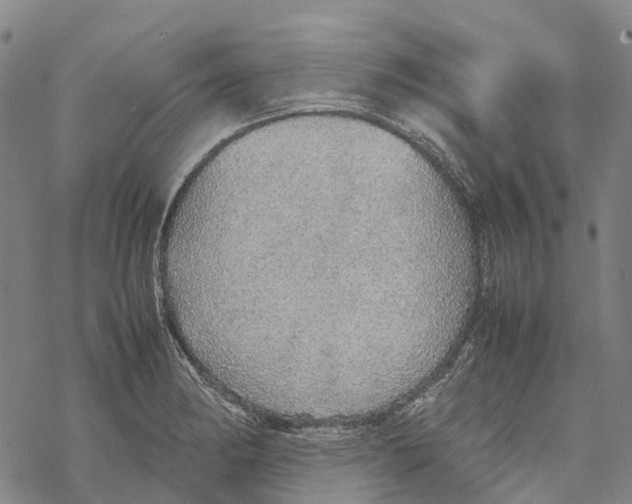 X0000067481182200605051705