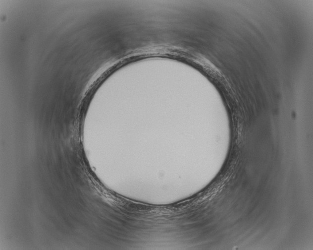 X0000067481216200605051704