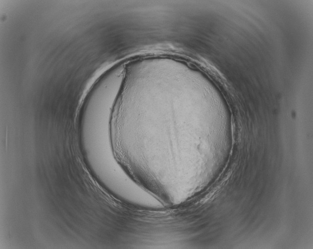 X0000067481224200605051704