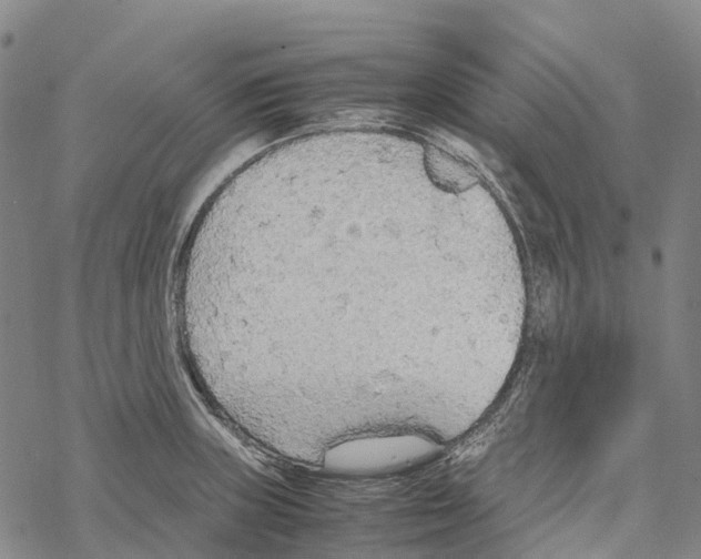 X0000067481235200605051704