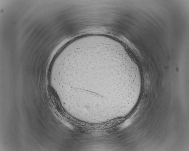 X0000067481240200605051704