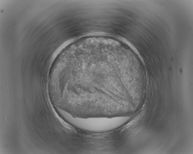 X0000067481245200605051704