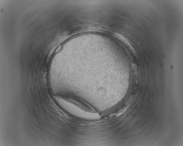 X0000067481260200605051703