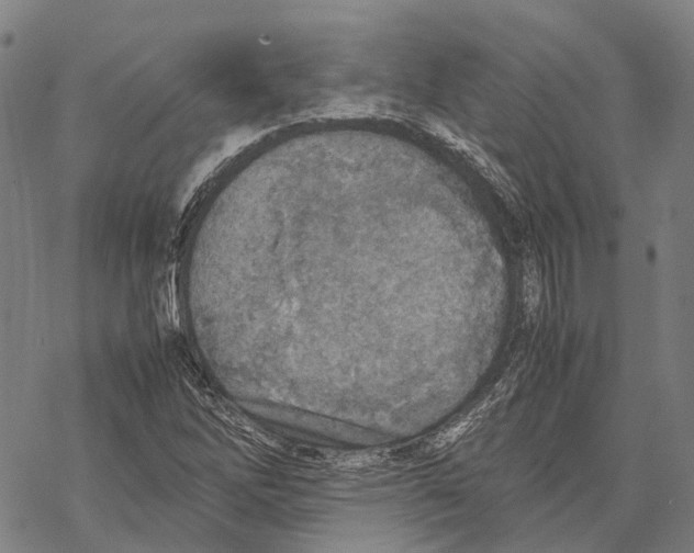 X0000067481262200605051703