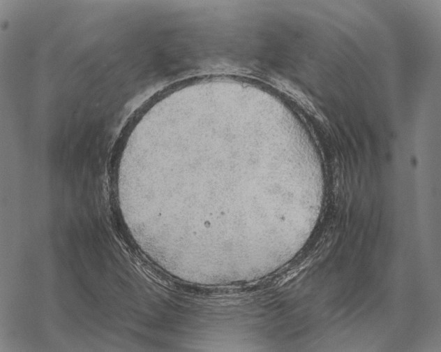 X0000067481264200605051703