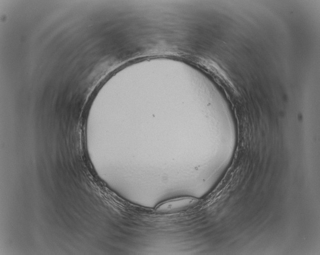 X0000067481268200605051703