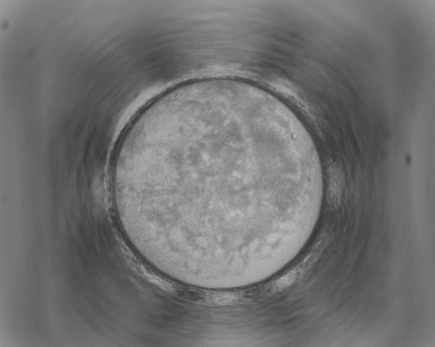 X0000067481278200605051703