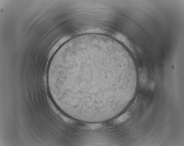 X0000067481282200605051703