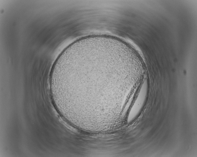 X0000067481287200605051703