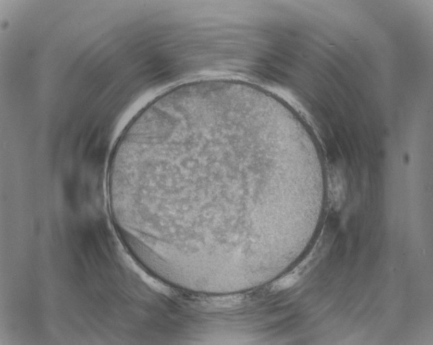 X0000067481294200605051703