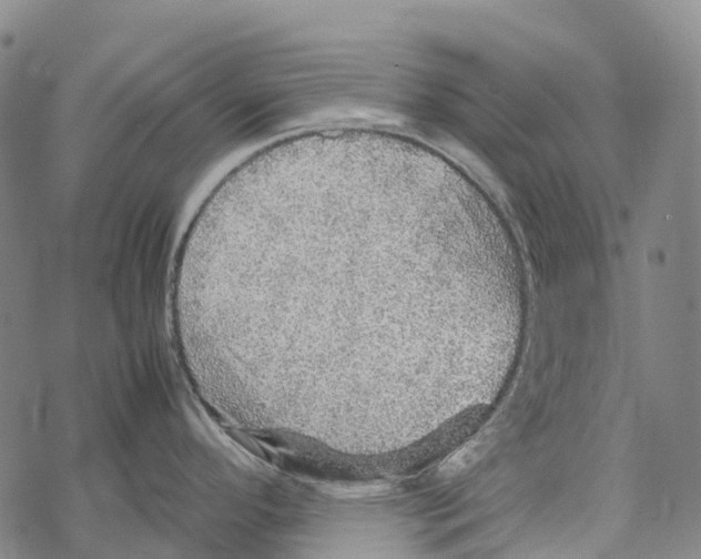 X0000067481296200605051703