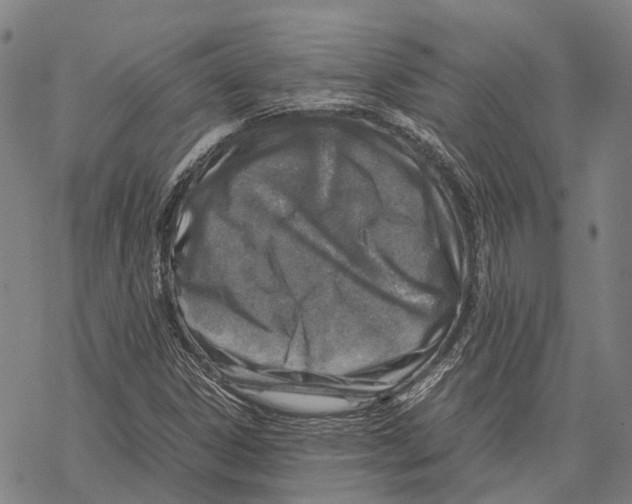 X0000067481306200605051702