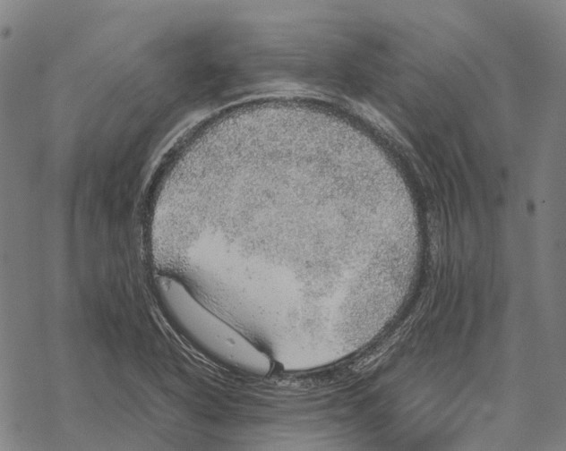 X0000067481318200605051702