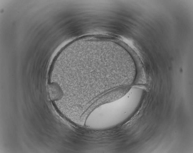 X0000067481331200605051702