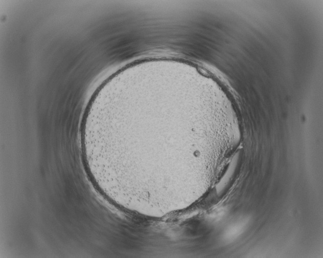 X0000067481335200605051703