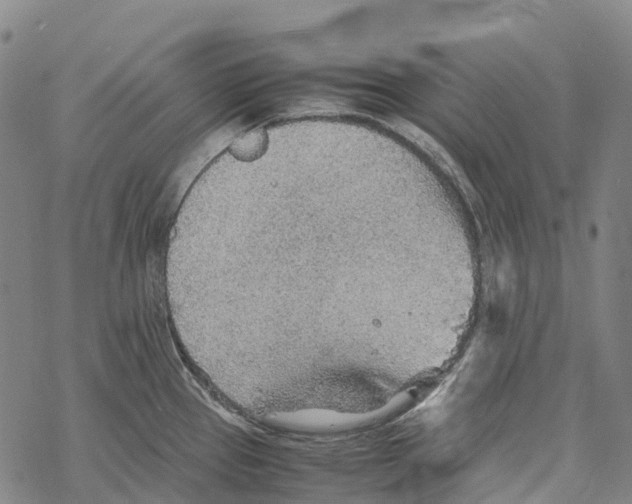 X0000067481337200605051703