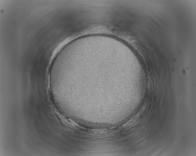 X0000067481366200605051702