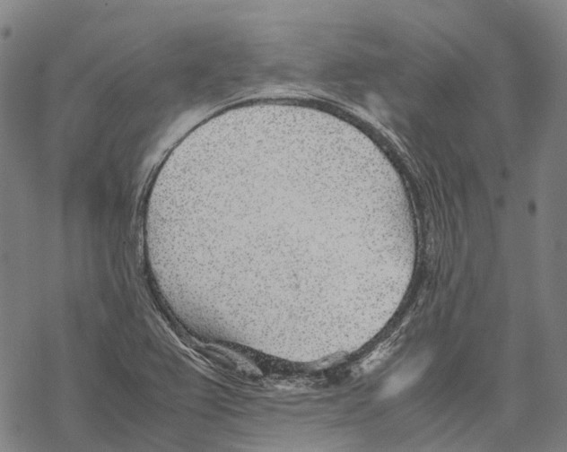 X0000067481367200605051702