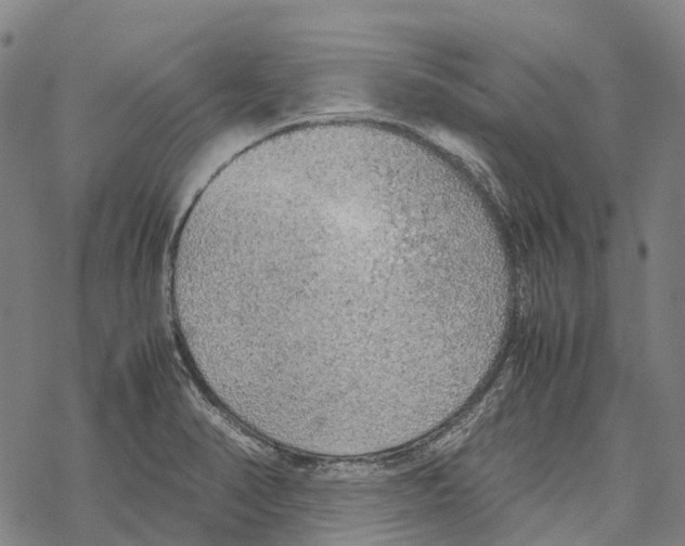 X0000067481374200605051701