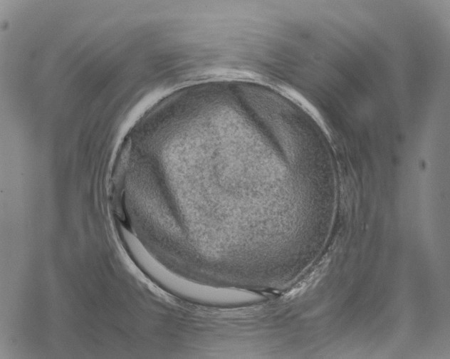 X0000067481381200605051701