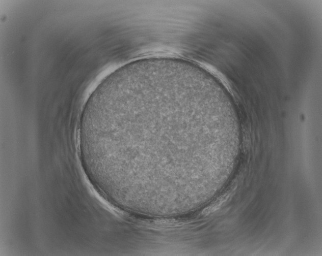 X0000067481383200605051701