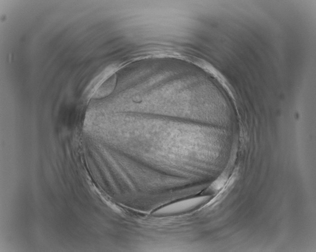 X0000067481385200605051701