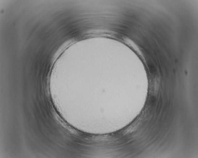 X0000067481386200605051701