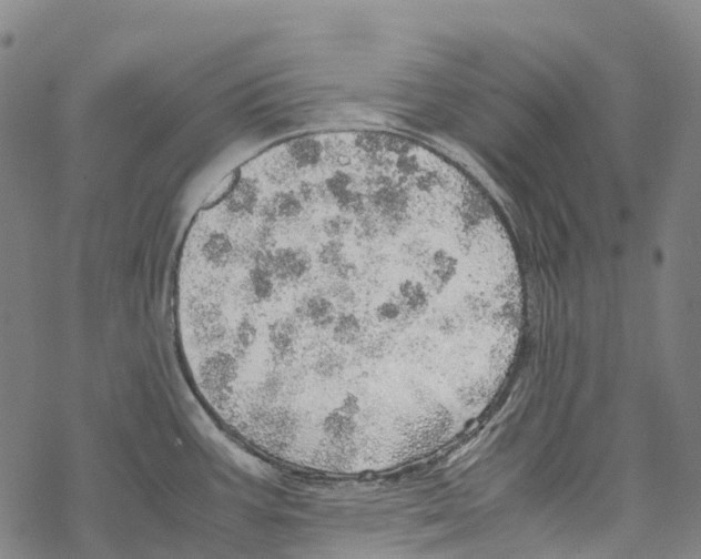 X0000067481387200605051701