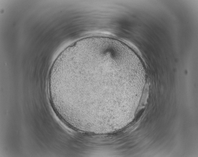 X0000067481391200605051701