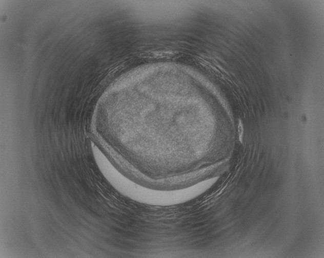 X0000067481395200605051700