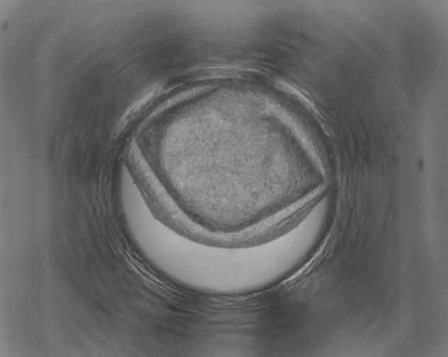 X0000067481403200605051701