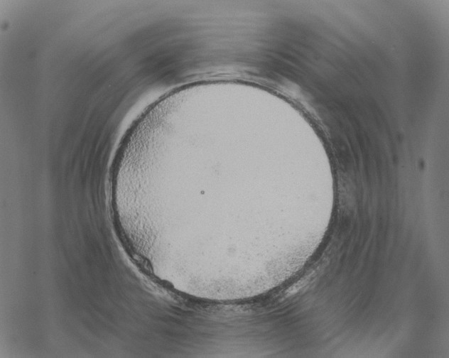 X0000067481424200605051701