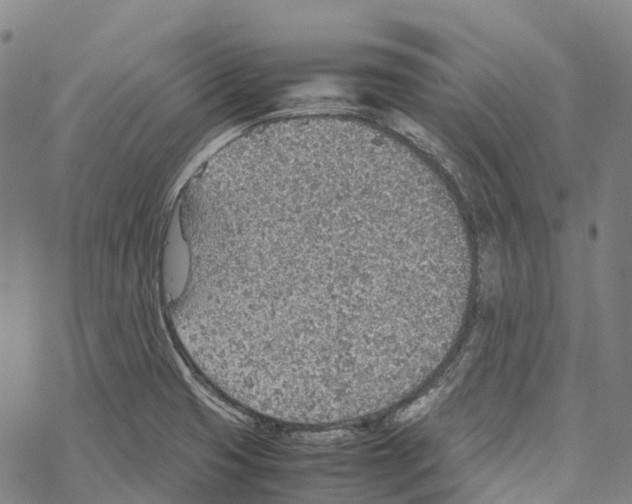 X0000067481425200605051701