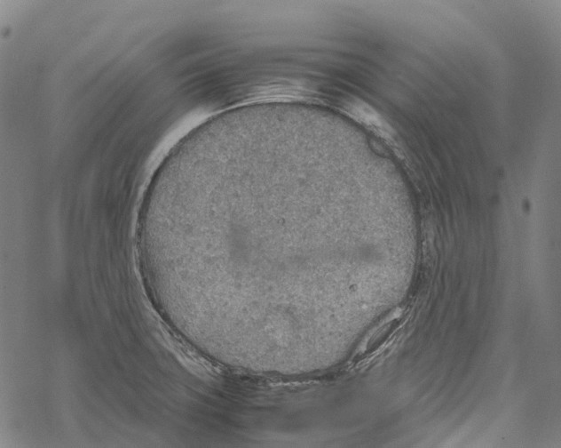 X0000067481427200605051701