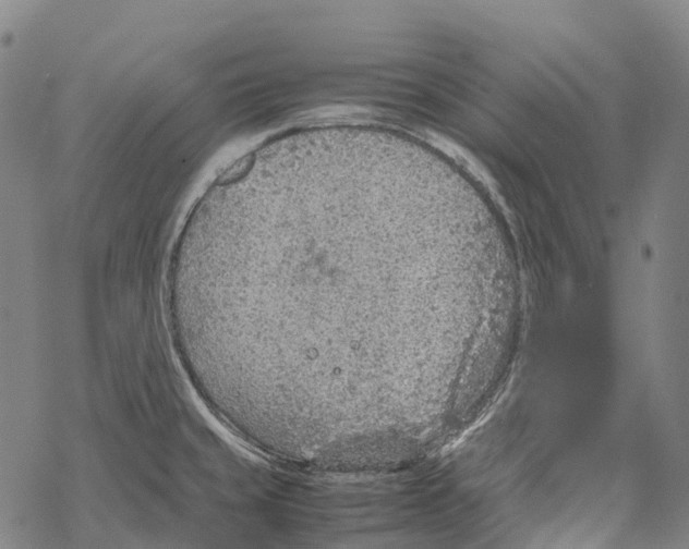 X0000067481429200605051701